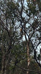 Pterorhinus pectoralis