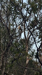 Pterorhinus pectoralis