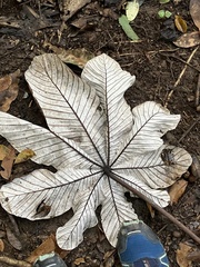 Cecropia schreberiana