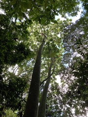 Cecropia schreberiana