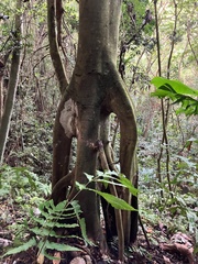 Cecropia schreberiana