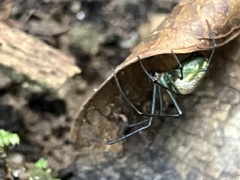 Leucauge regnyi