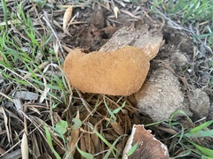Battarrea phalloides