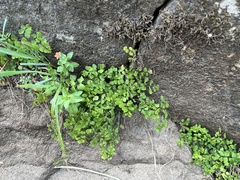 Adiantum aethiopicum