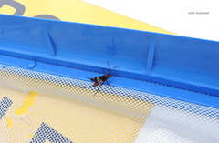 Compsocryptus melanostigma