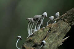 Coprinopsis