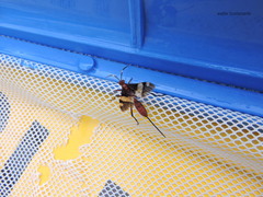 Compsocryptus melanostigma