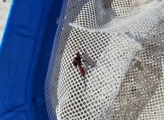 Compsocryptus melanostigma