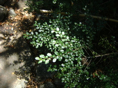 Azara microphylla