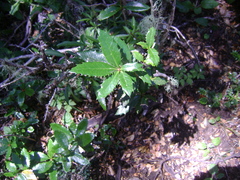 Berberis serrato-dentata