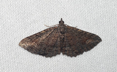 Eucymatoge scotodes