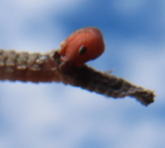 Pogonomyrmex occidentalis