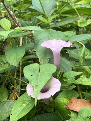 Ipomoea tiliacea
