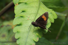 Koruthaialos rubecula