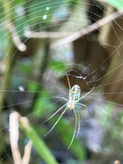 Leucauge regnyi