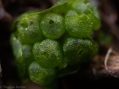 Sphaerocarpos texanus