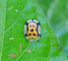 Aspidimorpha westwoodi