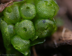 Sphaerocarpos texanus