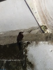 Campylorhynchus griseus