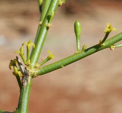 Anthobolus leptomeroides