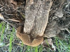 Battarrea phalloides