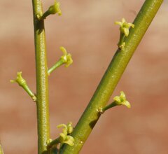 Anthobolus leptomeroides