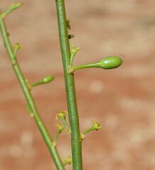 Anthobolus leptomeroides