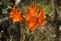 Alstroemeria ligtu