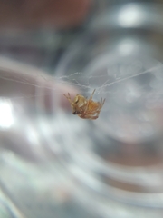 Parasteatoda