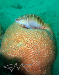 Hypoplectrodes maccullochi