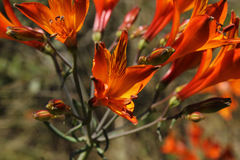 Alstroemeria ligtu