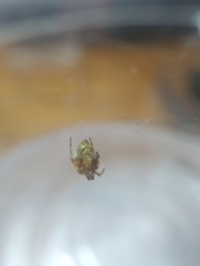 Parasteatoda
