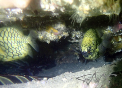 Cleidopus gloriamaris