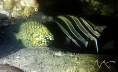 Cleidopus gloriamaris