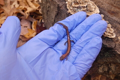 Plethodon cinereus