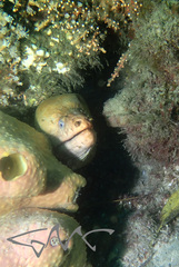 Gymnothorax prasinus