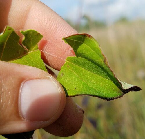 Cornus foemina, photographed by an iNaturalist contributor