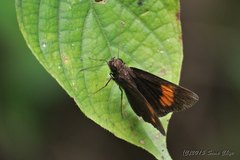 Koruthaialos rubecula