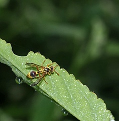 Ropalidia romandi