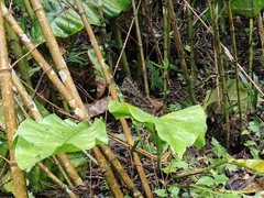 Morpho helenor
