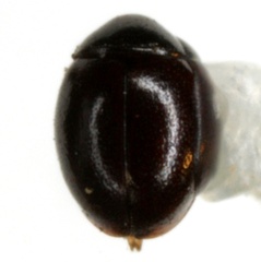 Gnathoweisea texana
