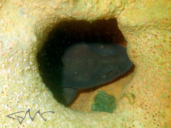 Brachaelurus waddi
