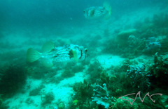 Dicotylichthys punctulatus