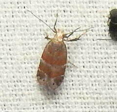 Battaristis vittella