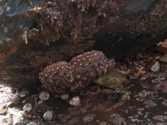 Pisaster giganteus