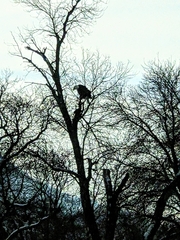 Haliaeetus leucocephalus washingtoniensis
