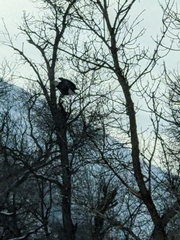 Haliaeetus leucocephalus washingtoniensis
