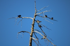 Tachycineta leucopyga