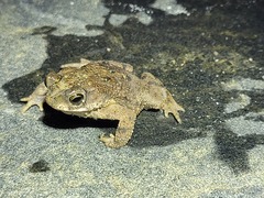 Rhinella humboldti