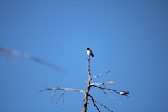 Tachycineta leucopyga